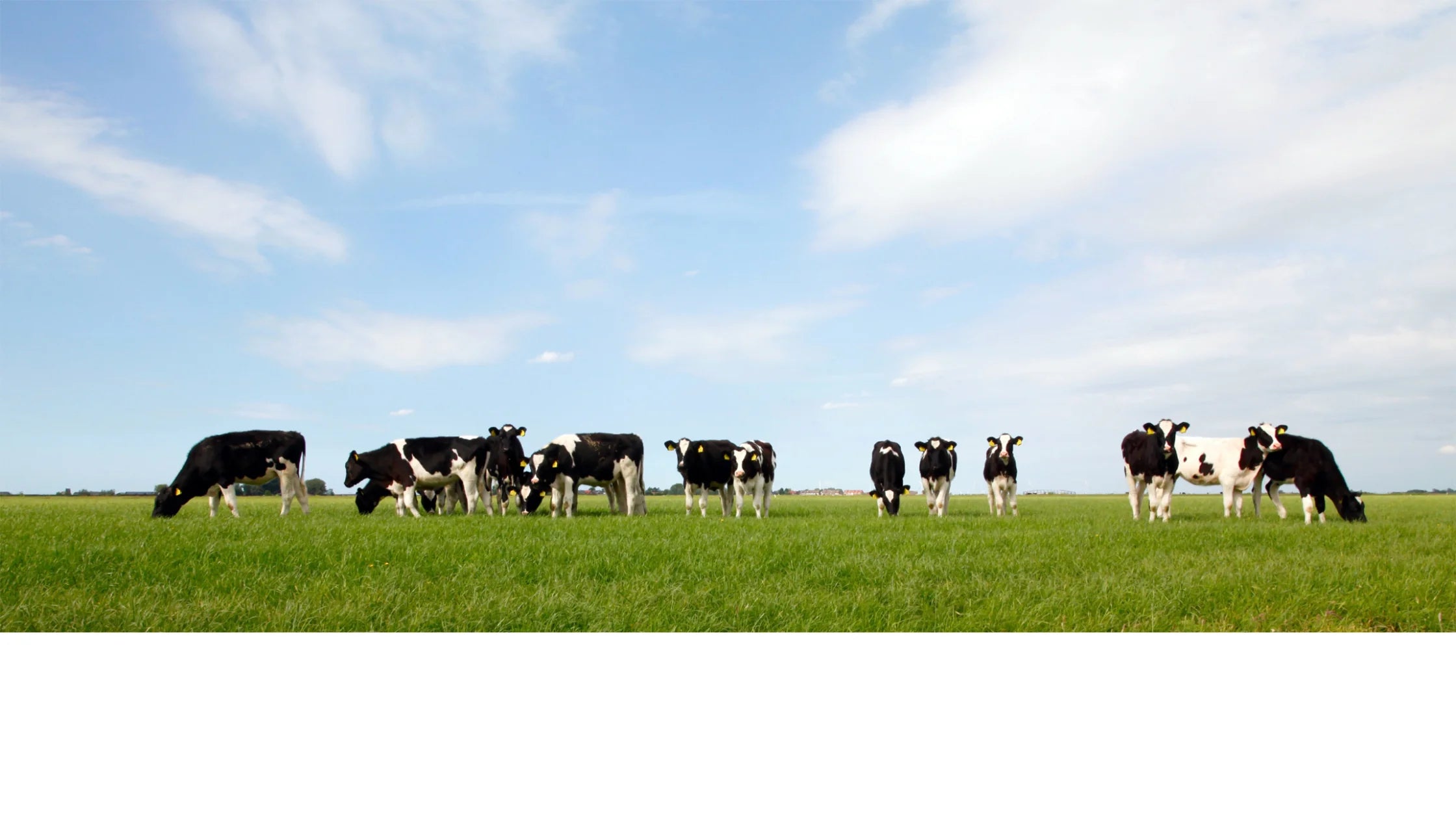 3 Reasons To Choose Grass Fed Butter