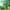 RECOVERYbits® Chlorella | Large Bag